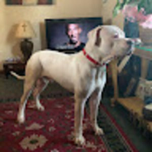 Meet your Posher, Dogo